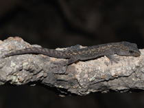 Hoplodactylus maculatus - kleine Form